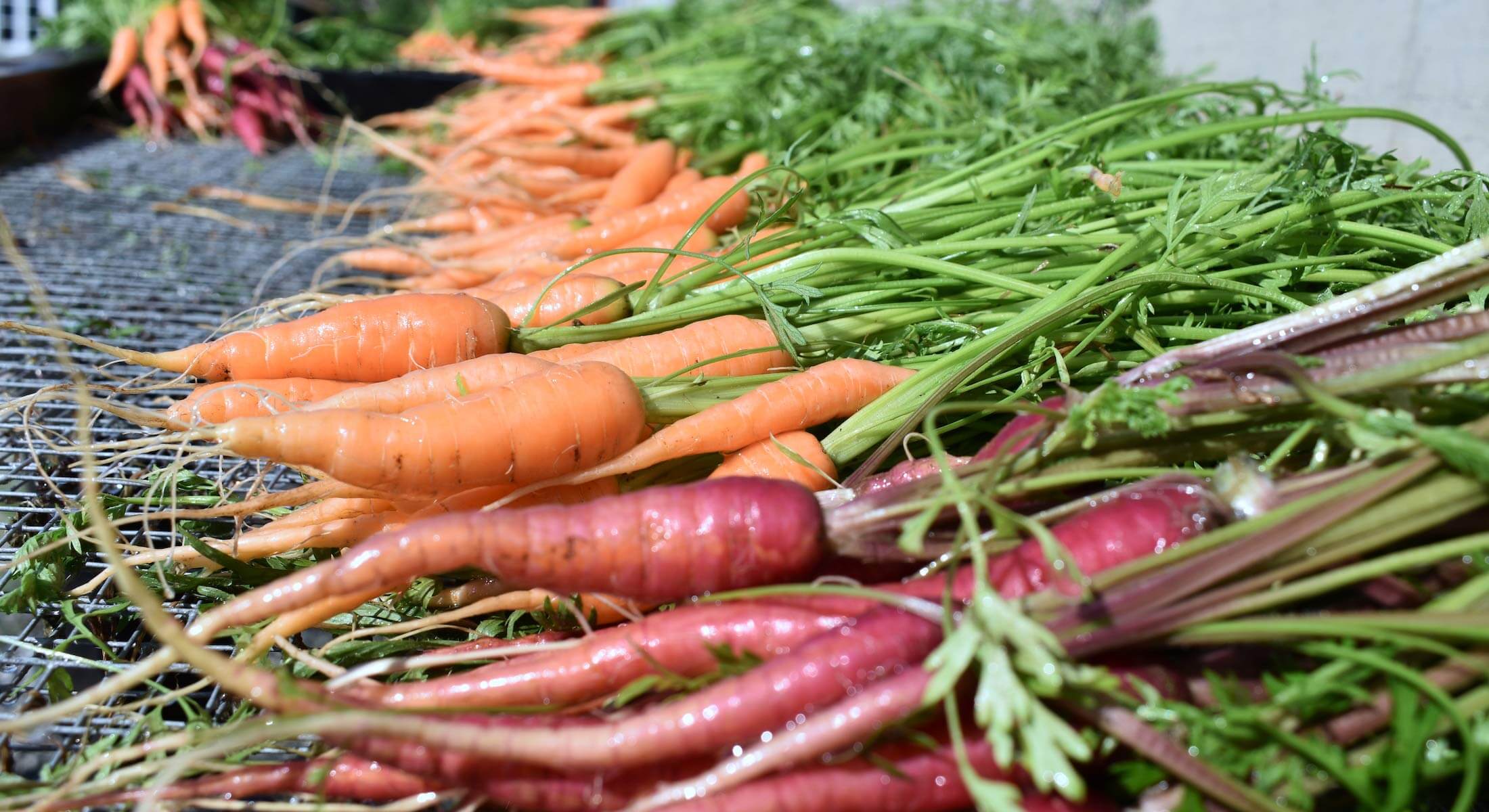 Gulrøtter-Undeland Gulrøtter-Undeland