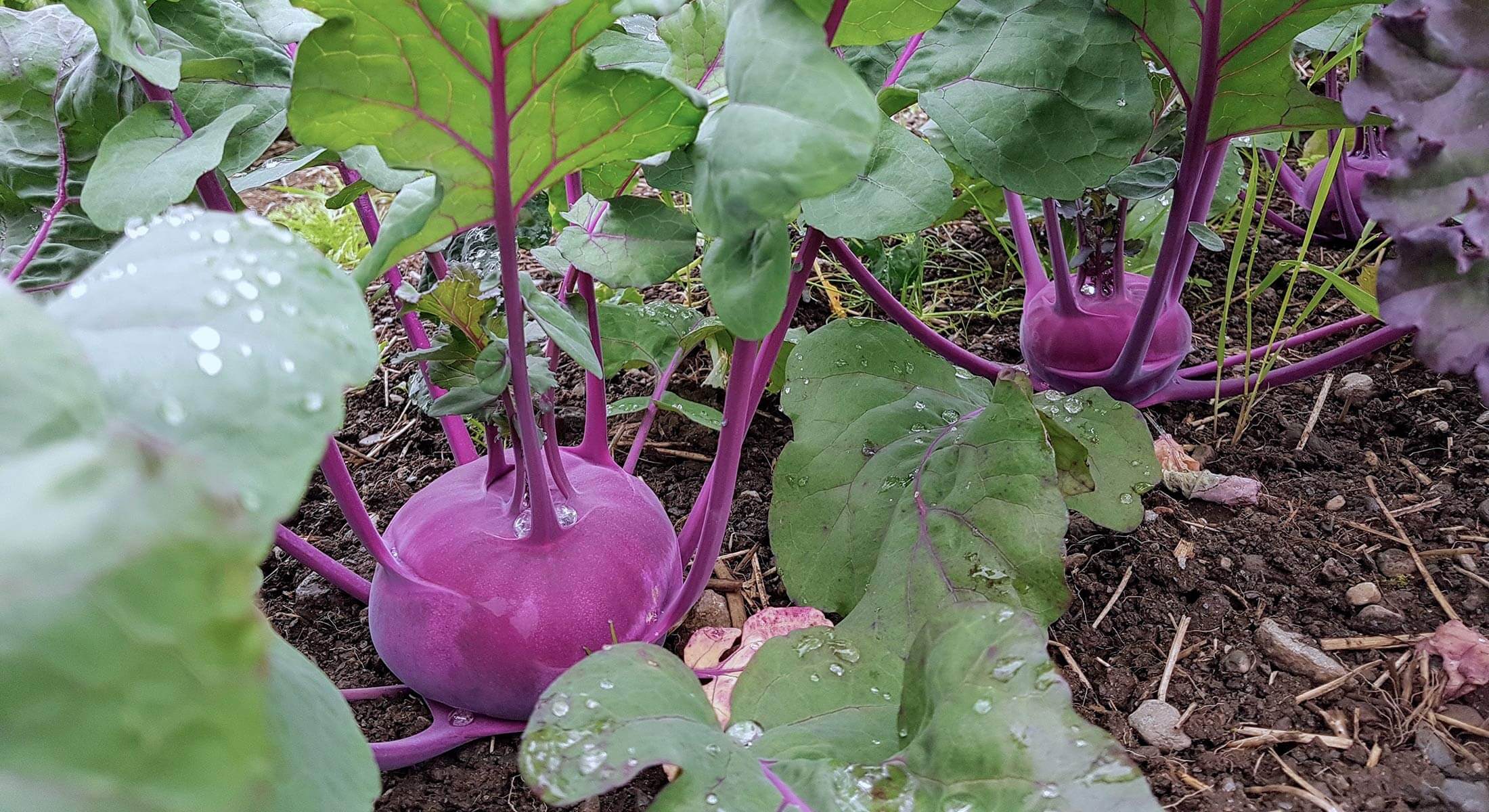 Rødkål-Undeland-Gard Rødkål-Undeland-Gard