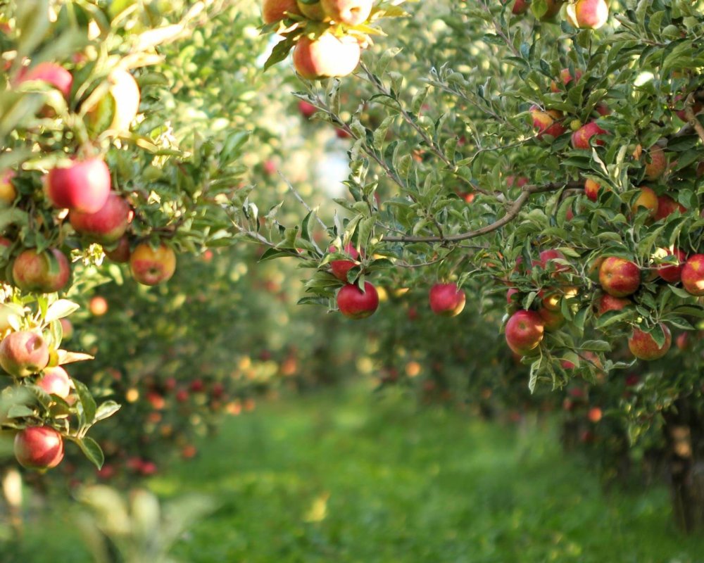 Frukt- og siderruta-3 Frukt- og siderruta-3