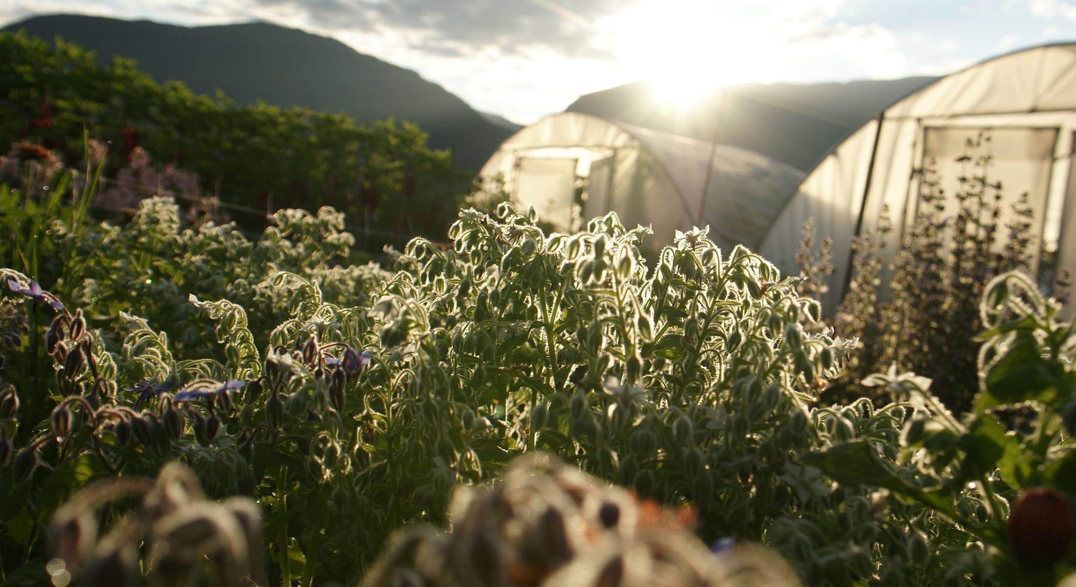 underland-gard1 underland-gard1